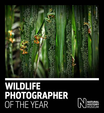 Wildlife photographer of the year 58 milano
